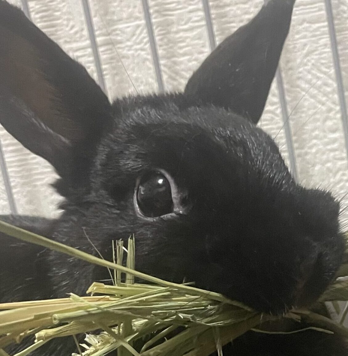 こころみたすペット思い出セレモニーにて葬儀したペットちゃん | ルーナちゃん
