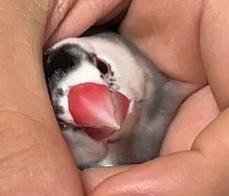 ゆうひちゃん | こころみたす ペット思い出セレモニー