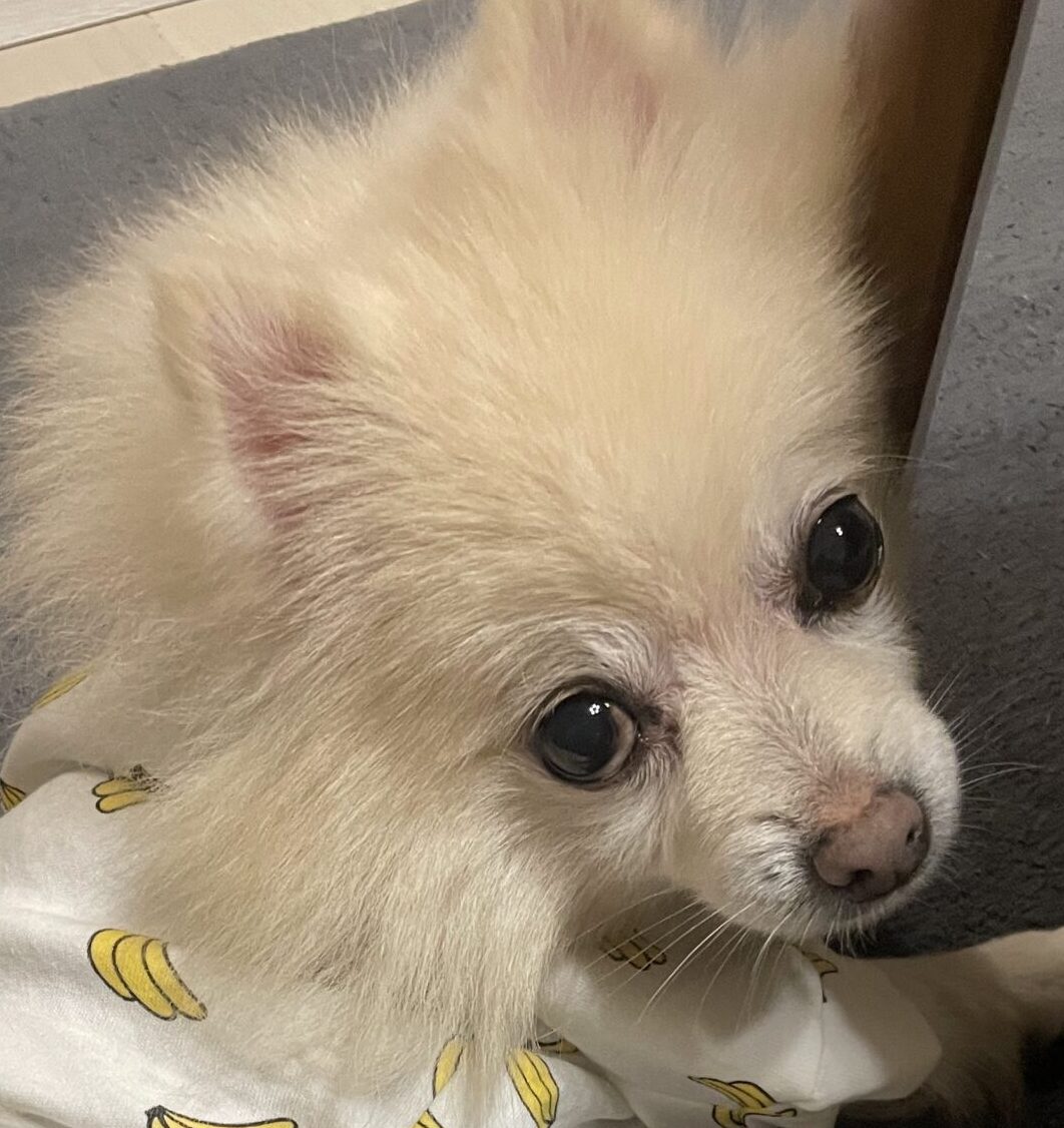こころみたすペット思い出セレモニーにて葬儀したペットちゃん | ティーちゃん