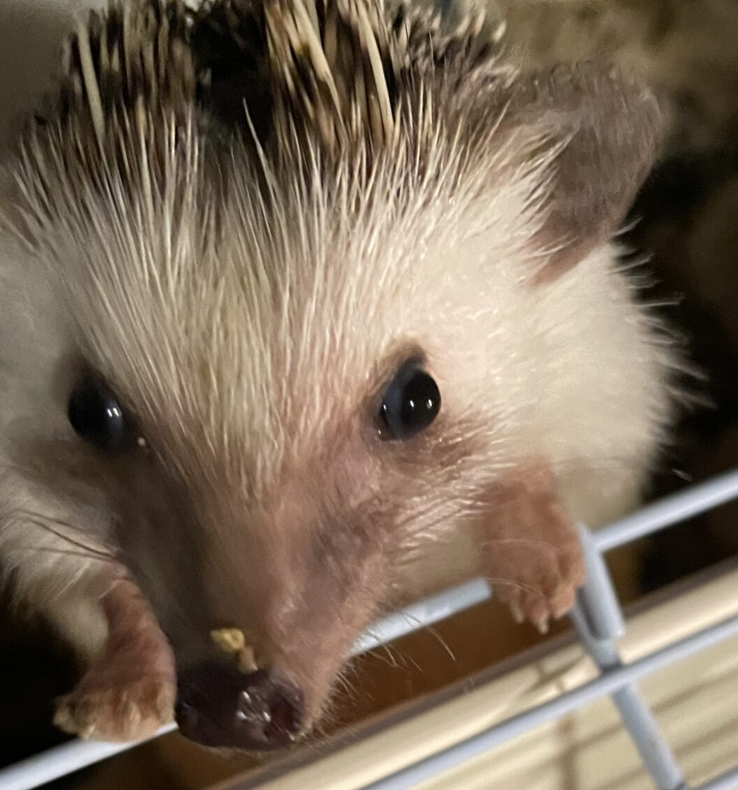 こころみたすペット思い出セレモニーにて葬儀したペットちゃん | ミルクちゃん