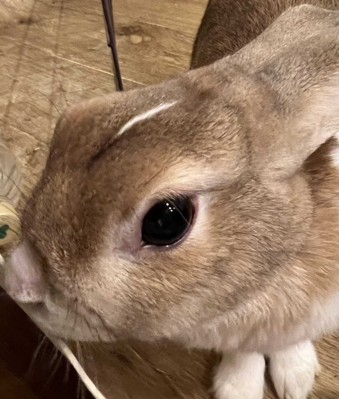 こころみたすペット思い出セレモニーにて葬儀したペットちゃん | きなこちゃん