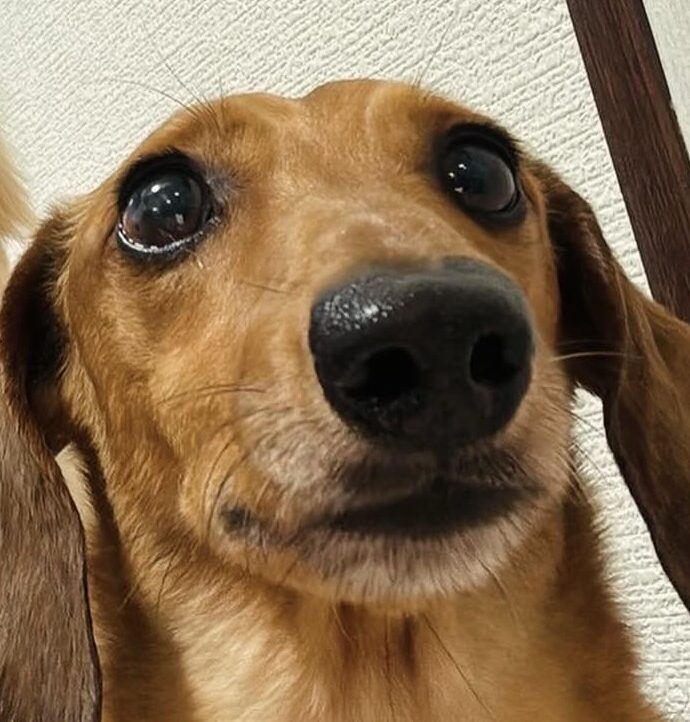 こころみたすペット思い出セレモニーにて葬儀したペットちゃん | ルルくん
