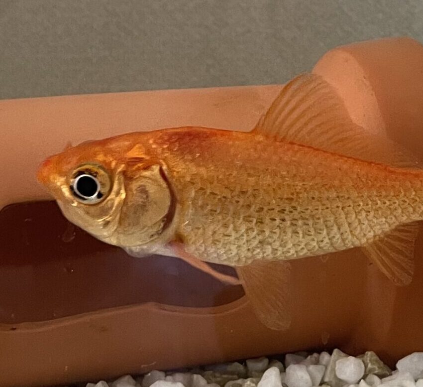 こころみたすペット思い出セレモニーにて葬儀したペットちゃん | げんきちゃん