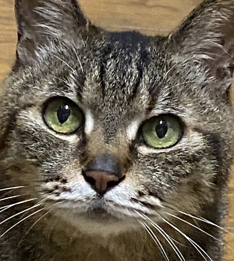 こころみたすペット思い出セレモニーにて葬儀したペットちゃん | くろちゃん