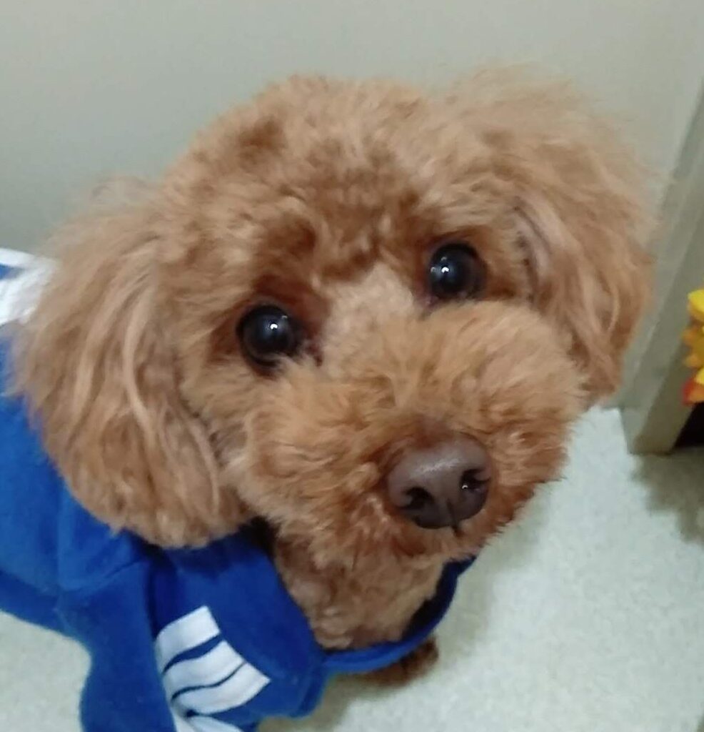 こころみたすペット思い出セレモニーにて葬儀したペットちゃん | 寅くん