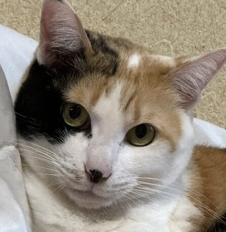 こころみたすペット思い出セレモニーにて葬儀したペットちゃん | うずらちゃん
