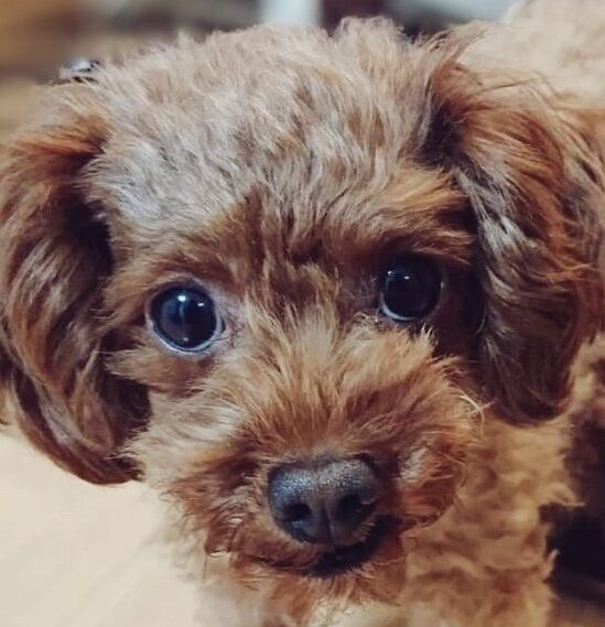 こころみたすペット思い出セレモニーにて葬儀したペットちゃん | こてつくん