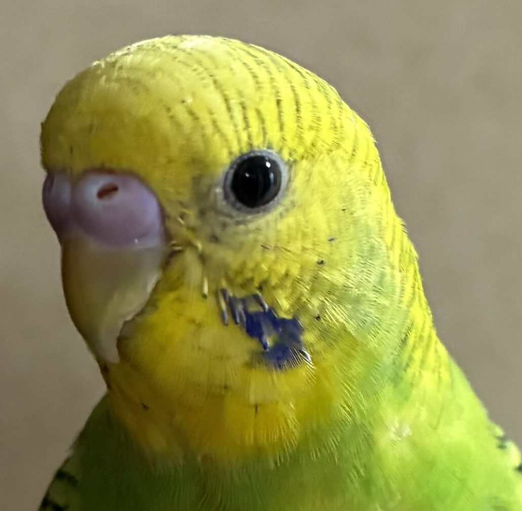 こころみたすペット思い出セレモニーにて葬儀したペットちゃん | ぷるちゃん
