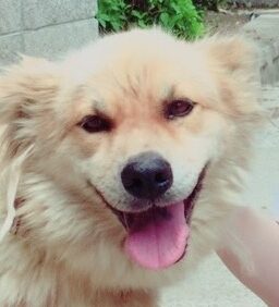 こころみたすペット思い出セレモニーにて葬儀したペットちゃん | バボちゃん
