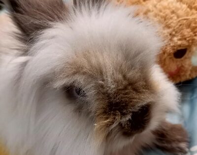 こころみたすペット思い出セレモニーにて葬儀したペットちゃん | ロディくん