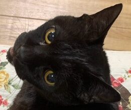 こころみたすペット思い出セレモニーにて葬儀したペットちゃん | ジョルジェくん