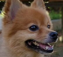 こころみたすペット思い出セレモニーにて葬儀したペットちゃん | こまつくん
