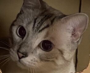 こころみたすペット思い出セレモニーにて葬儀したペットちゃん | らむくん