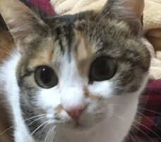 こころみたすペット思い出セレモニーにて葬儀したペットちゃん | ナナちゃん