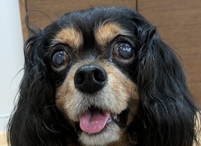 こころみたすペット思い出セレモニーにて葬儀したペットちゃん | 杏ちゃん