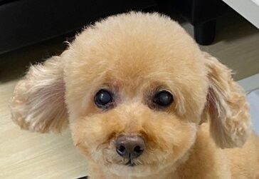 こころみたすペット思い出セレモニーにて葬儀したペットちゃん | ラムちゃん