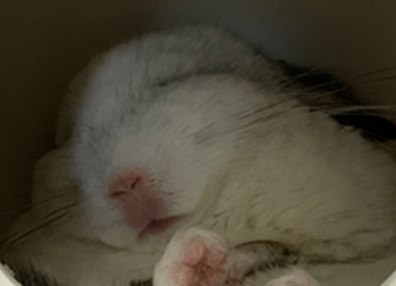 こころみたすペット思い出セレモニーにて葬儀したペットちゃん | ちゃこちゃん