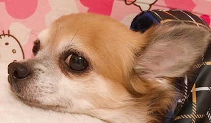 こころみたすペット思い出セレモニーにて葬儀したペットちゃん | ゆずくん