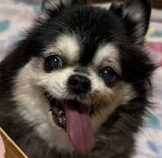 こころみたすペット思い出セレモニーにて葬儀したペットちゃん | マリンちゃん