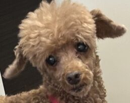 こころみたすペット思い出セレモニーにて葬儀したペットちゃん | ルナちゃん