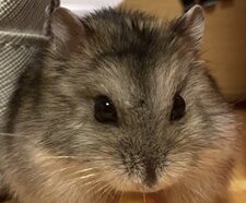 こころみたすペット思い出セレモニーにて葬儀したペットちゃん | ポポくん