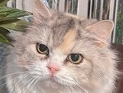 ミュちゃん | こころみたす ペット思い出セレモニー