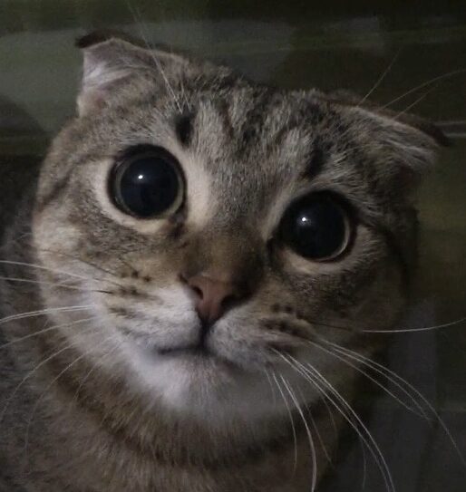 こころみたすペット思い出セレモニーにて葬儀したペットちゃん | トラ吉くん