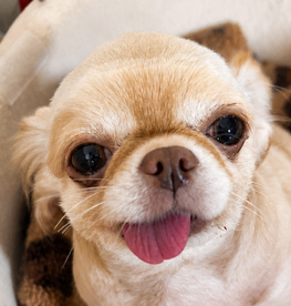 こころみたすペット思い出セレモニーにて葬儀したペットちゃん | なつこちゃん