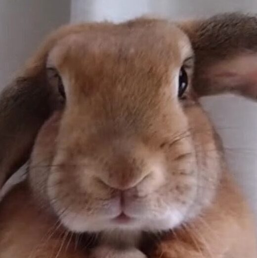 こころみたすペット思い出セレモニーにて葬儀したペットちゃん | まろんちゃん