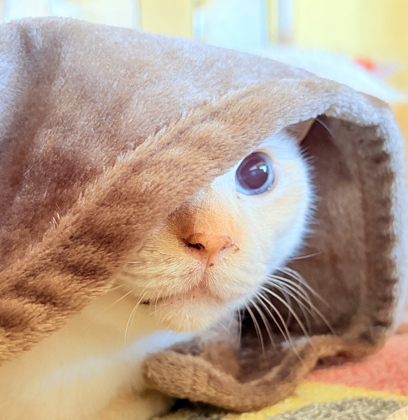 こころみたすペット思い出セレモニーにて葬儀したペットちゃん | ふぶきくん