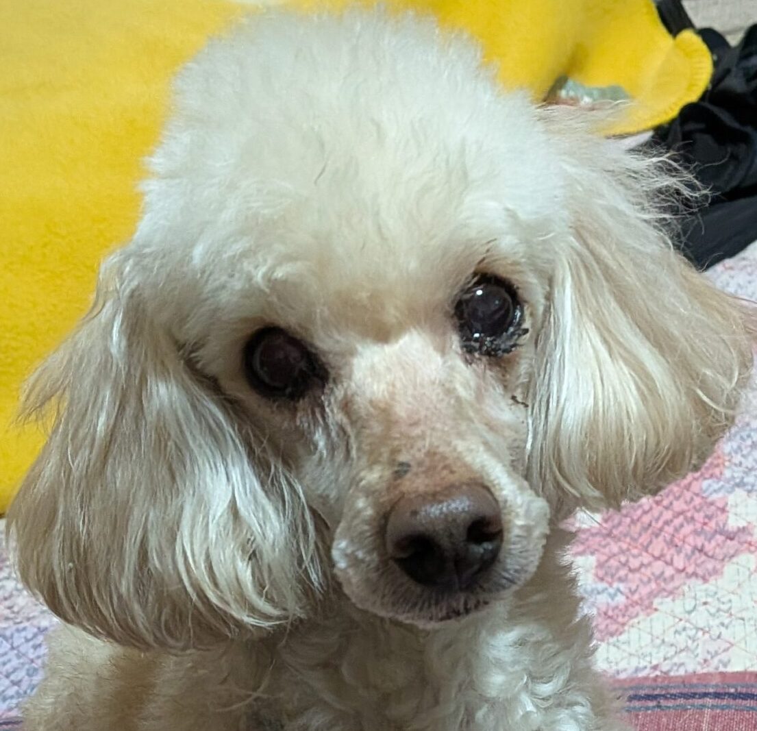 こころみたすペット思い出セレモニーにて葬儀したペットちゃん | 栗坊くん
