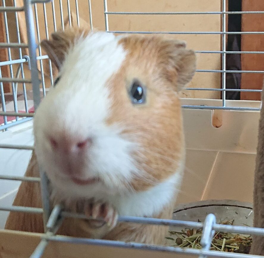 こころみたすペット思い出セレモニーにて葬儀したペットちゃん | らいくん