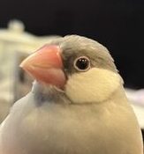 こころみたすペット思い出セレモニーにて葬儀したペットちゃん | ぴっぴちゃん