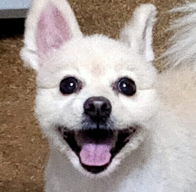こころみたすペット思い出セレモニーにて葬儀したペットちゃん | 次郎くん