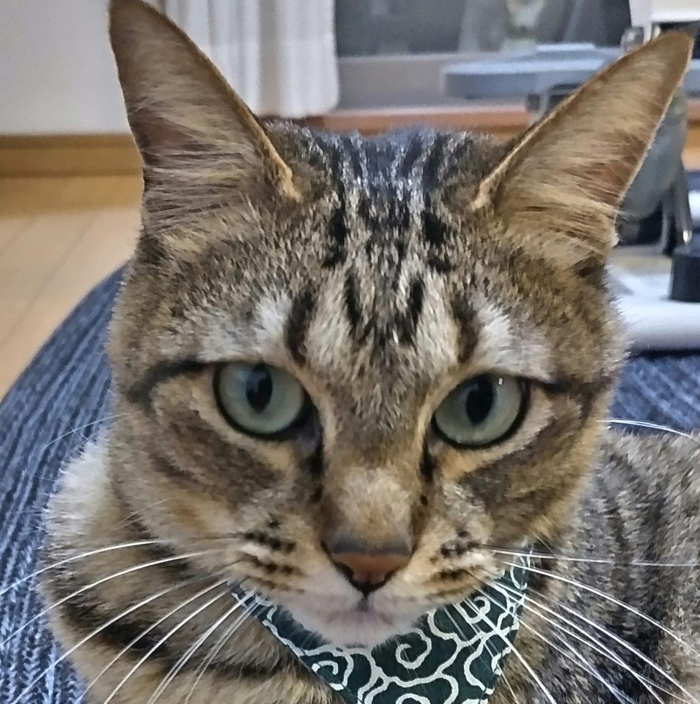 こころみたすペット思い出セレモニーにて葬儀したペットちゃん | コテツくん