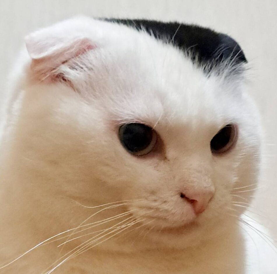 こころみたすペット思い出セレモニーにて葬儀したペットちゃん | ヒカルくん