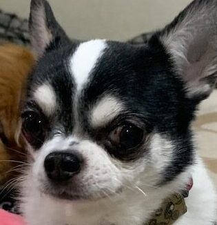 こころみたすペット思い出セレモニーにて葬儀したペットちゃん | あずきくん