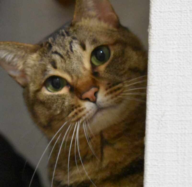 こころみたすペット思い出セレモニーにて葬儀したペットちゃん | さくらちゃん