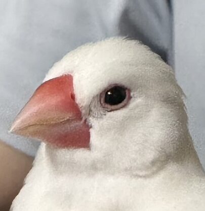 こころみたすペット思い出セレモニーにて葬儀したペットちゃん | ぶんたちゃん