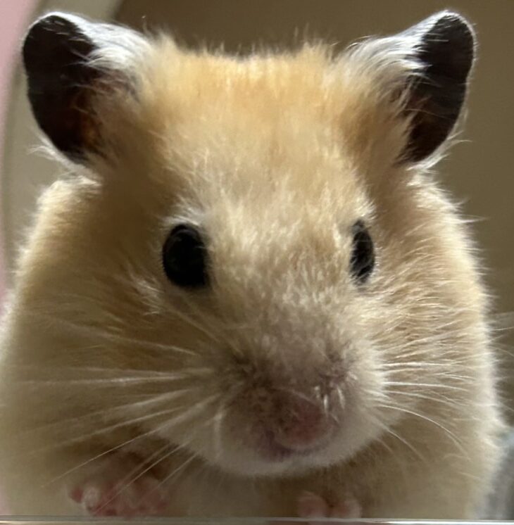 こころみたすペット思い出セレモニーにて葬儀したペットちゃん | エンタくん