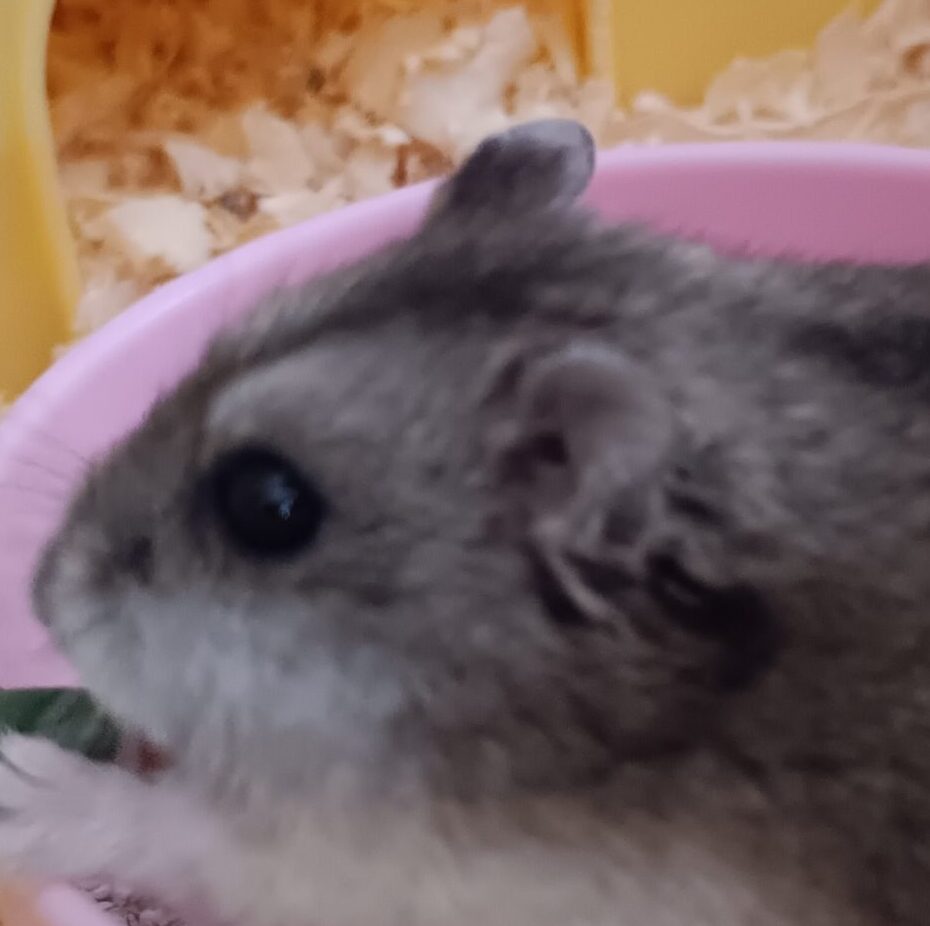 こころみたすペット思い出セレモニーにて葬儀したペットちゃん | れもんくん