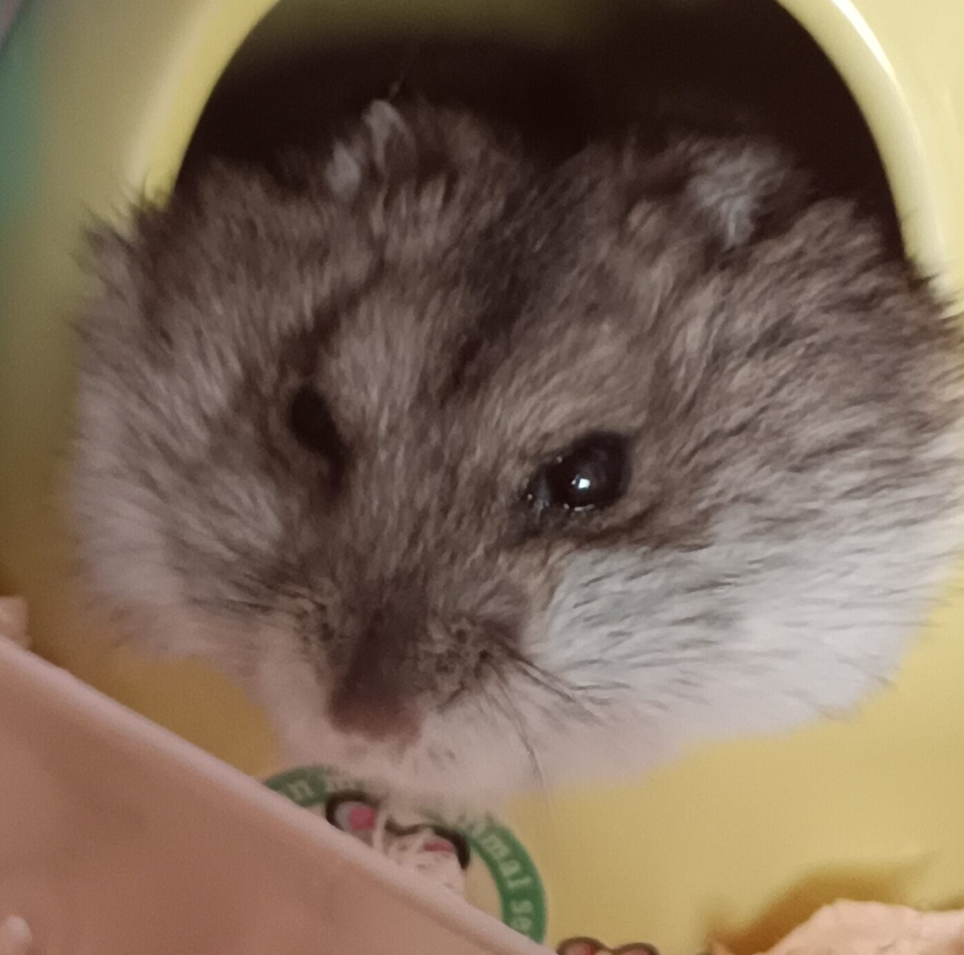 こころみたすペット思い出セレモニーにて葬儀したペットちゃん | らこちゃん