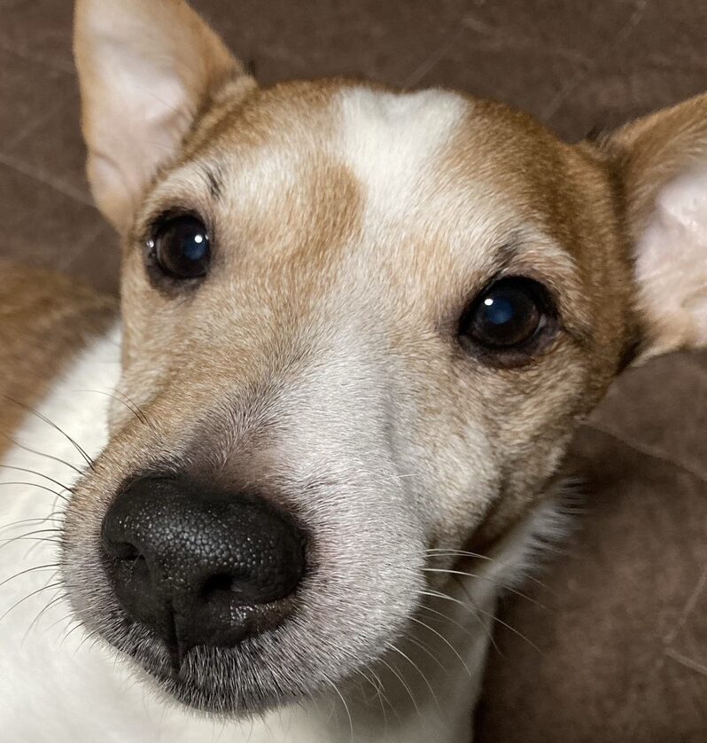 こころみたすペット思い出セレモニーにて葬儀したペットちゃん | 空くん