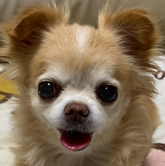 こころみたすペット思い出セレモニーにて葬儀したペットちゃん | はなちゃん