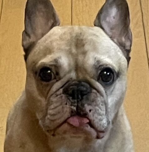 こころみたすペット思い出セレモニーにて葬儀したペットちゃん | ごんすけくん