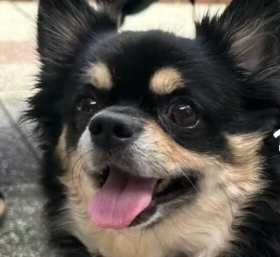 こころみたすペット思い出セレモニーにて葬儀したペットちゃん | 剛くん