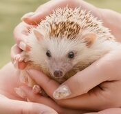 こころみたすペット思い出セレモニーにて葬儀したペットちゃん | ツナくん