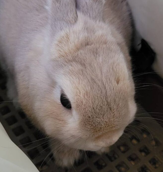 こころみたすペット思い出セレモニーにて葬儀したペットちゃん | ウィルくん