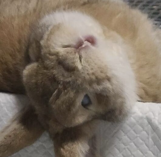 こころみたすペット思い出セレモニーにて葬儀したペットちゃん | ラムくん