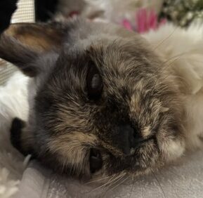 こころみたすペット思い出セレモニーにて葬儀したペットちゃん | ミルクちゃん